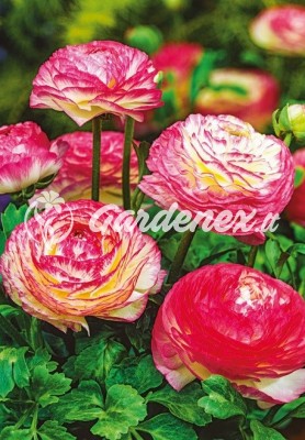 Vėdrynas AVIV PICOTEE ROSE